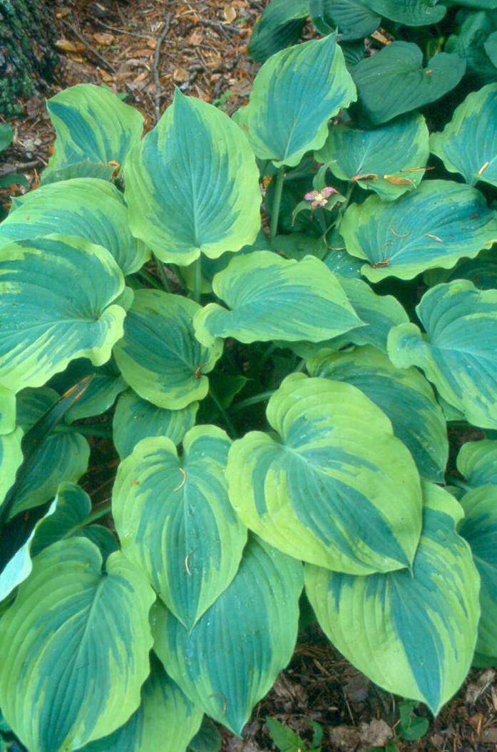 Green Hill Hostas, Specializing in the Introduction of New Hostas